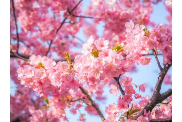 福井市のおすすめウォーキングコース!日本一の桜並木を歩く